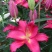 香水百合种球四季花卉好养易活盆栽室内花植物种子浓香百合花