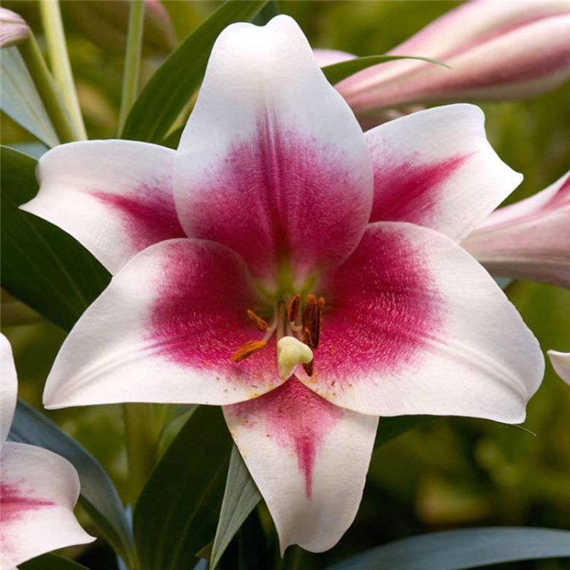 香水百合种球四季花卉好养易活盆栽室内花植物种子浓香百合花
