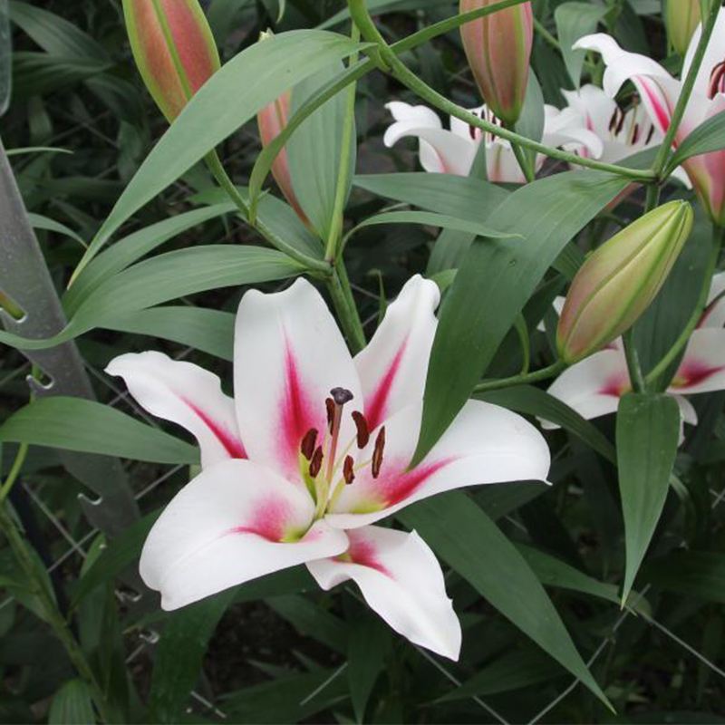 香水百合种球四季花卉好养易活盆栽室内花植物种子浓香百合花