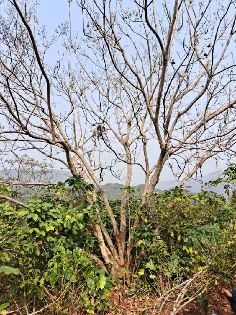 攀枝花/精品丛生蓝花楹，现货，欢迎实地考察