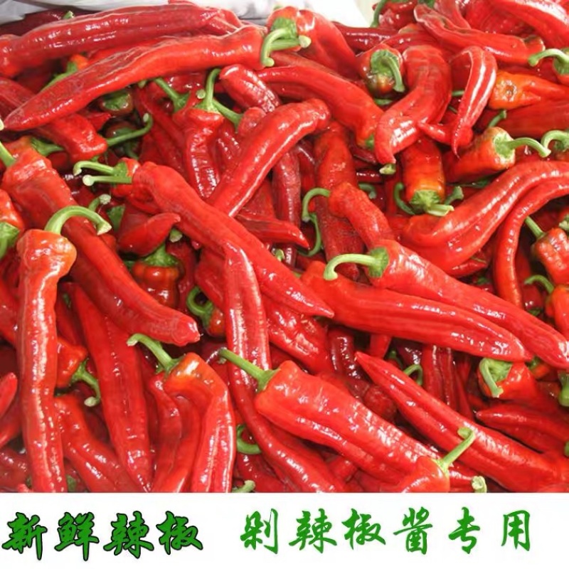 精品菠菜杆菠菜，大量上市，保质保量提供物流