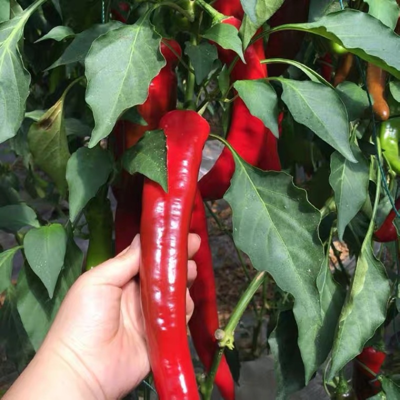 精品菠菜杆菠菜，大量上市，保质保量提供物流