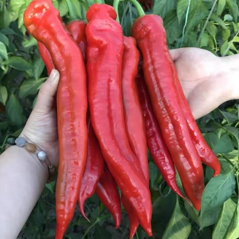 精品菠菜杆菠菜，大量上市，保质保量提供物流