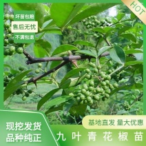 九叶青花椒树苗特麻青花椒树苗