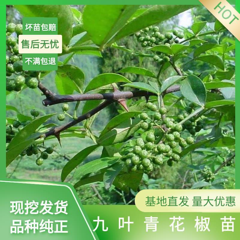 九叶青花椒树苗特麻青花椒树苗
