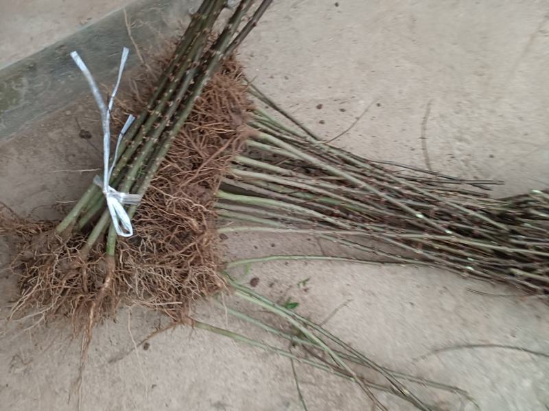 九叶青花椒树苗特麻青花椒树苗