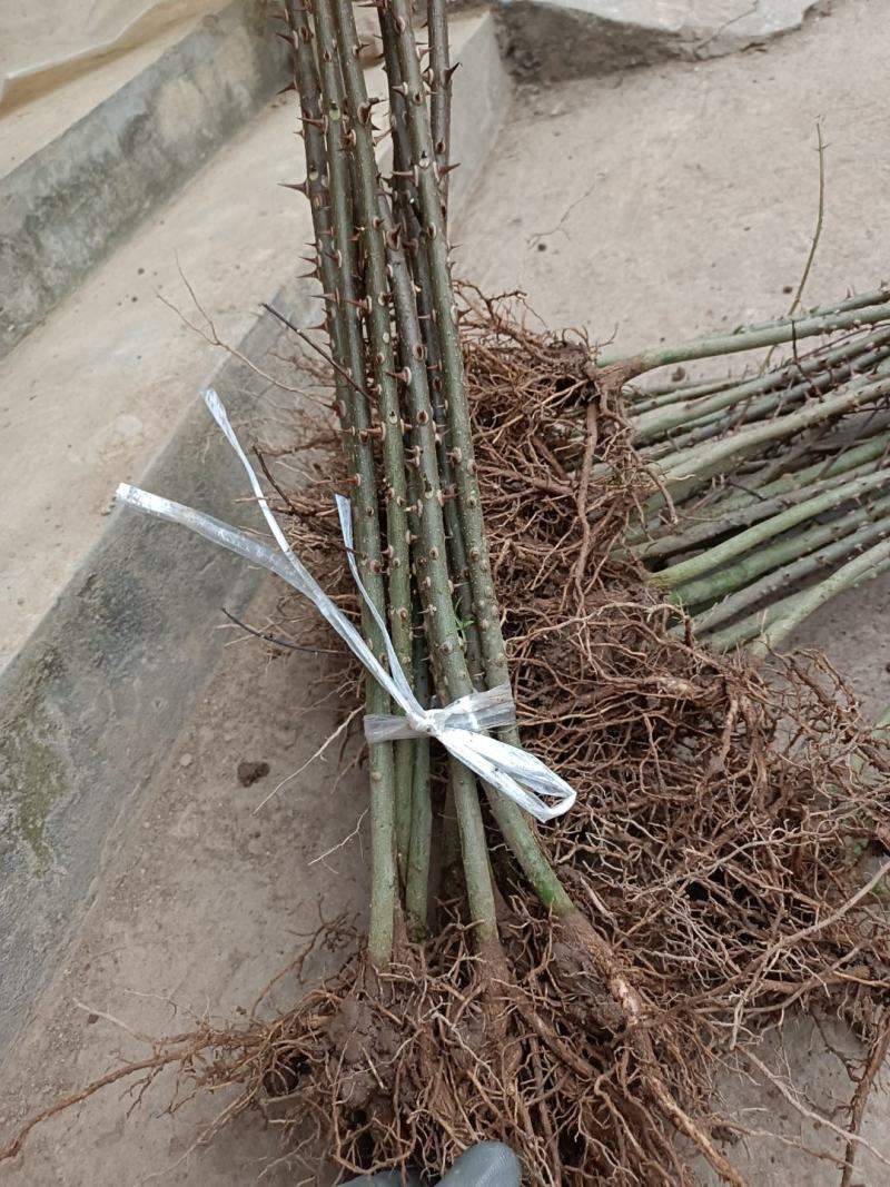 九叶青花椒树苗特麻青花椒树苗