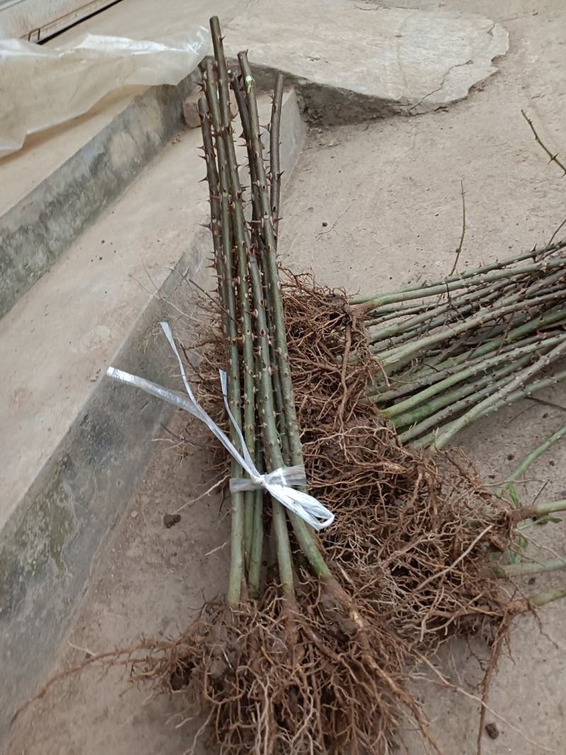 九叶青花椒树苗特麻青花椒树苗