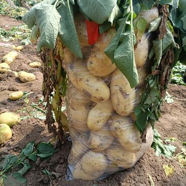 绥中县v7土豆大量供应中产地直发早大白荷兰土豆中暑土豆