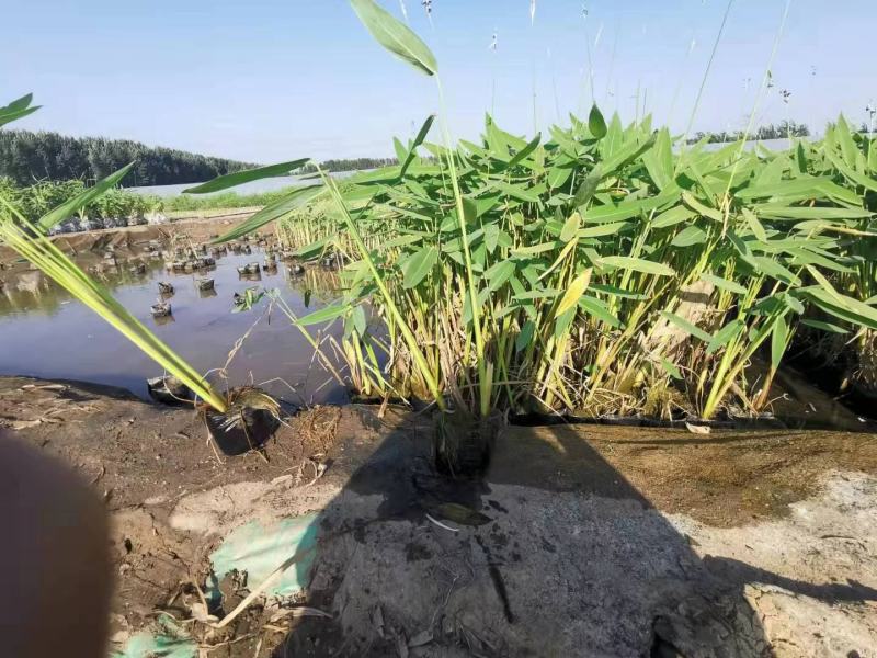 再力花大量上市产地直销保质保量价格实惠