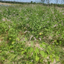 水蓼红蓼大量供应保质保量产地直销一手货源