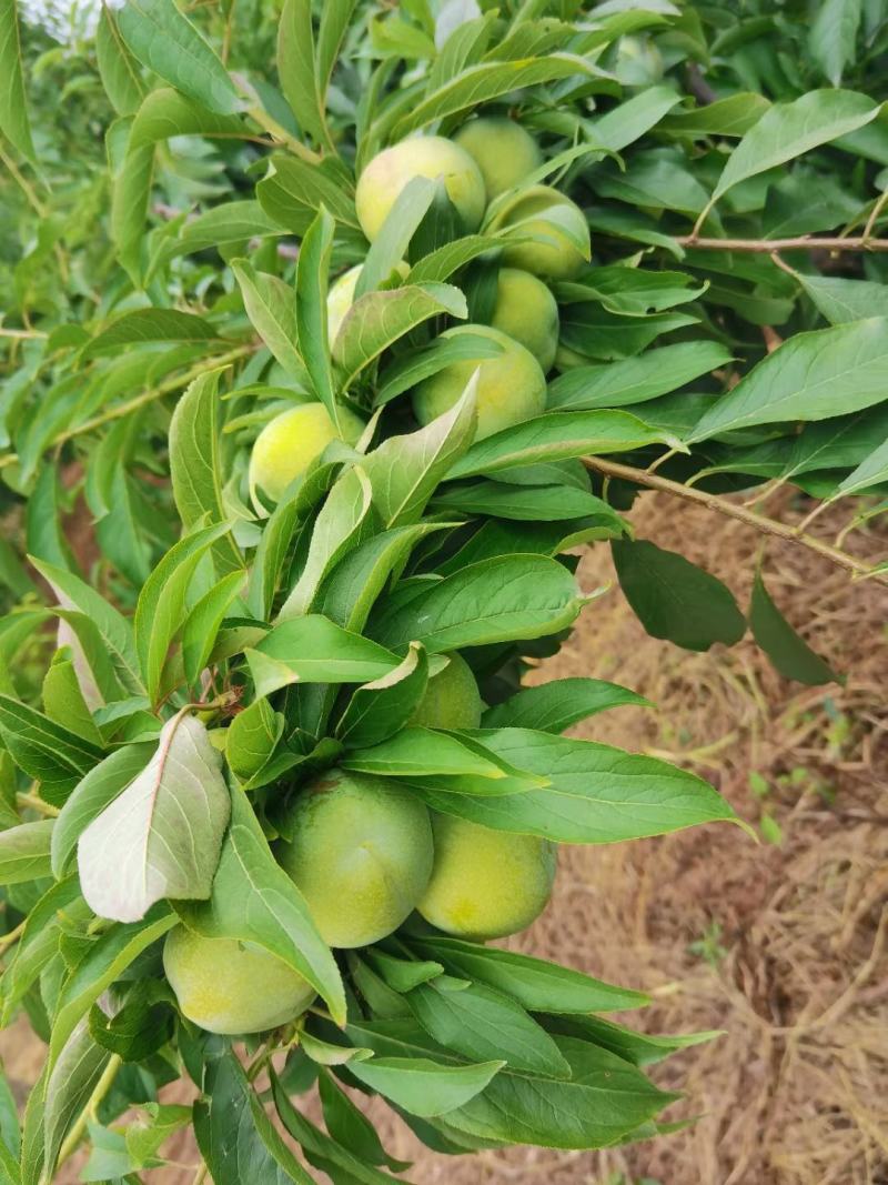 欢迎老板进店联系各种李子。五月翠！半边红！蜂糖李桃花李。