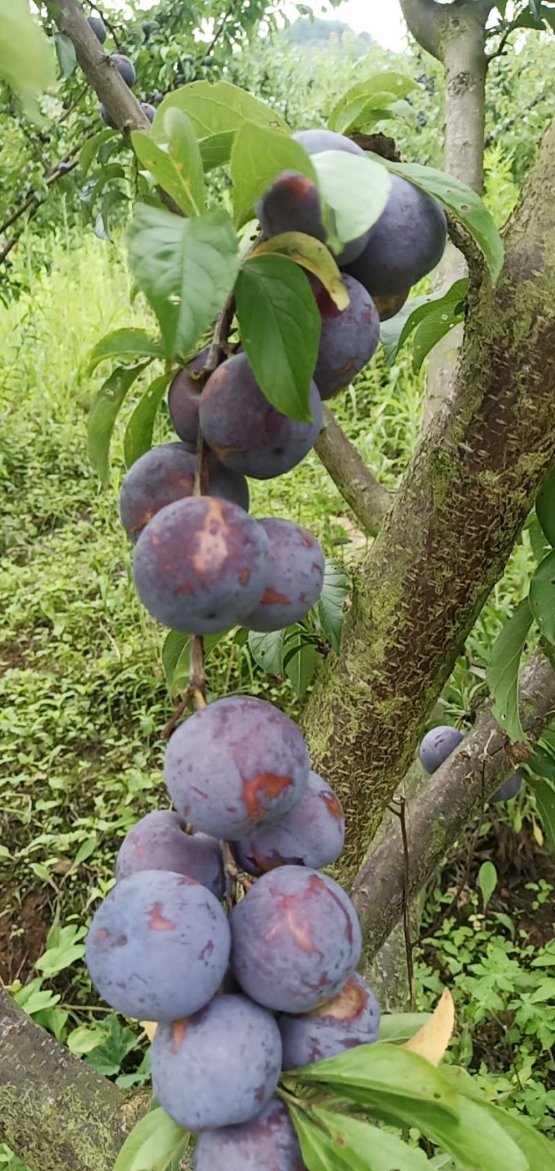欢迎老板进店联系各种李子。五月翠！半边红！蜂糖李桃花李。
