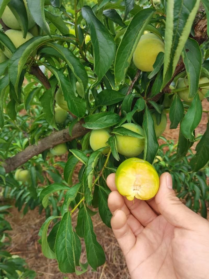 欢迎老板进店联系各种李子。五月翠！半边红！蜂糖李桃花李。