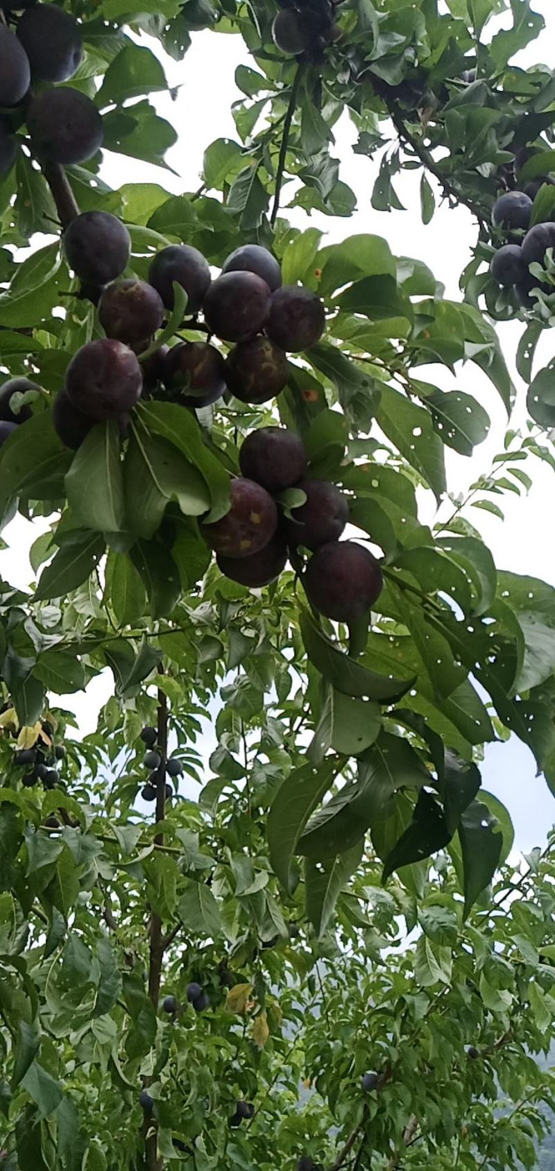 欢迎老板进店联系各种李子。五月翠！半边红！蜂糖李桃花李。