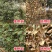 新路化工开荒锄环嗪酮除草剂除草烂根直接撒