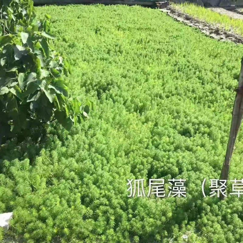 粉绿狐尾藻产地直供大量供应一手货源价格实惠