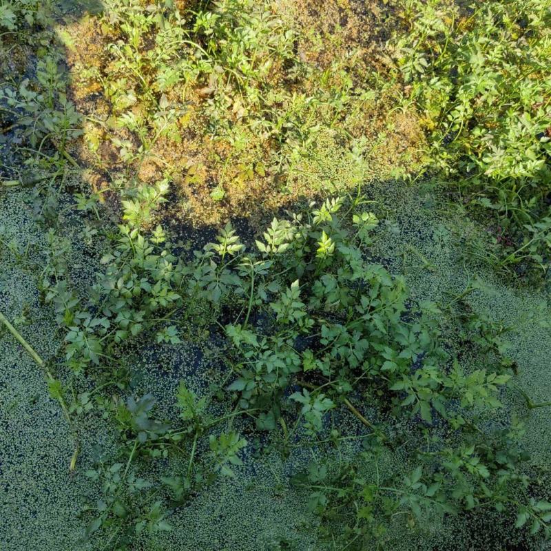 水芹产地直供品质保障大量有货欢迎选购