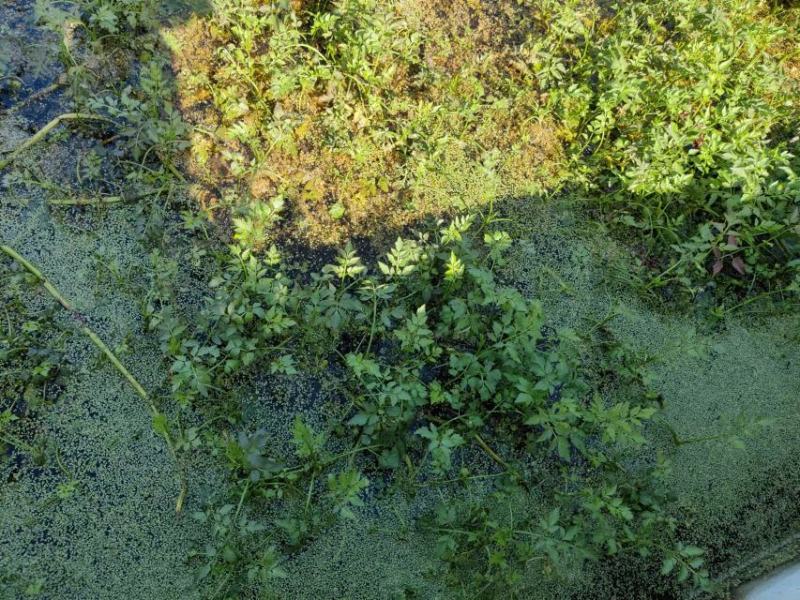 水芹产地直供品质保障大量有货欢迎选购