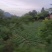 湖北长阳高山大白菜产地直供量大从优全国可发欢迎致电
