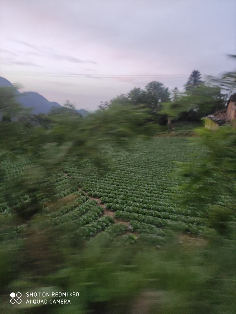 湖北长阳高山大白菜产地直供量大从优全国可发欢迎致电