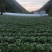 湖北长阳高山大白菜产地直供量大从优全国可发欢迎致电