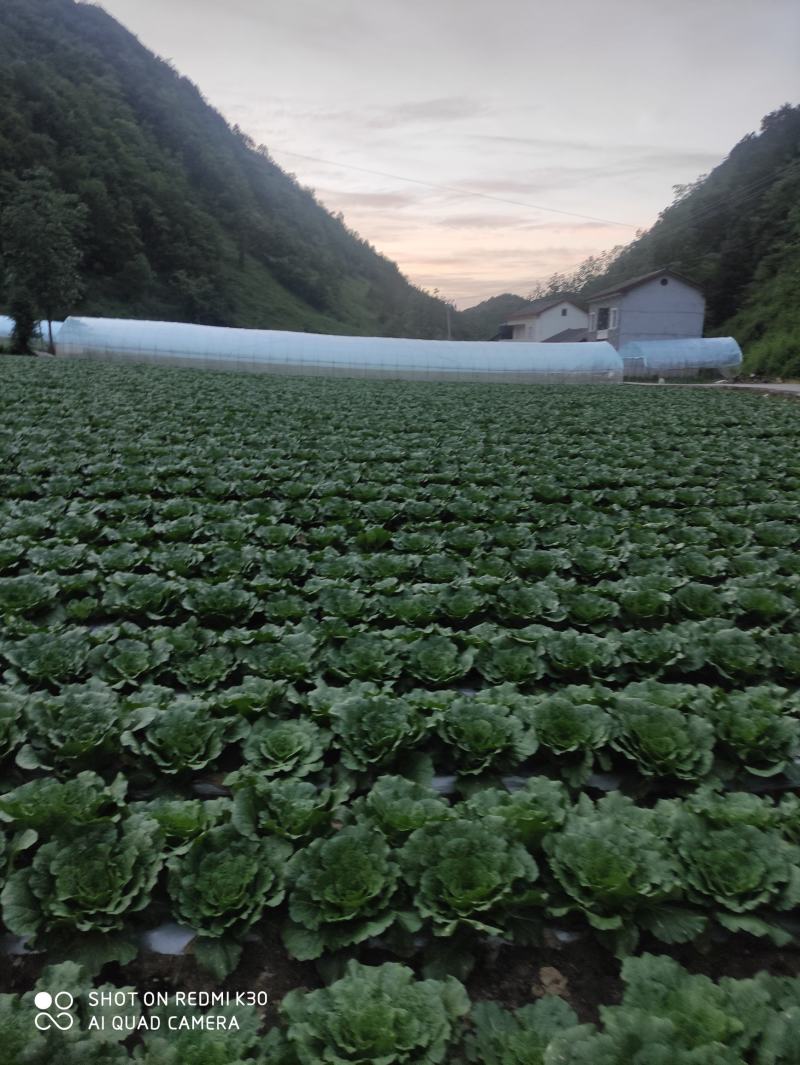 湖北长阳高山大白菜产地直供量大从优全国可发欢迎致电