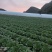 湖北长阳高山大白菜产地直供量大从优全国可发欢迎致电
