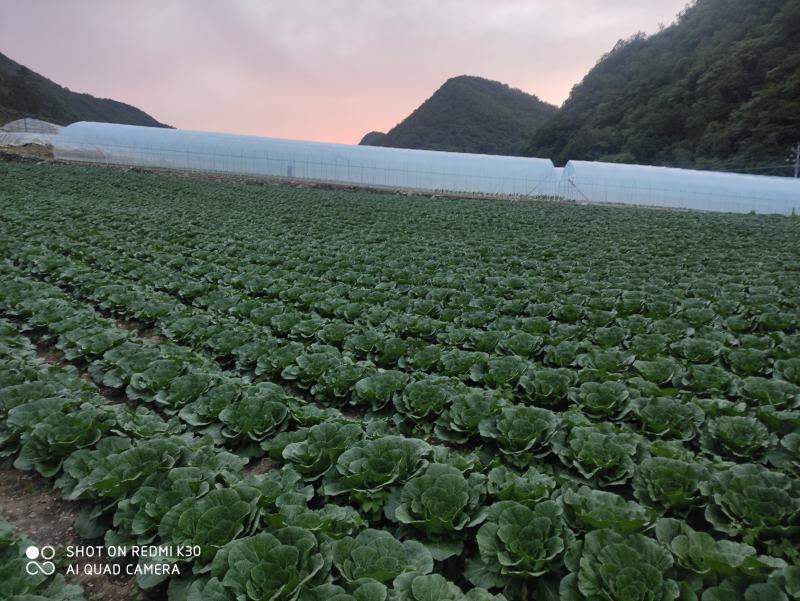 湖北长阳高山大白菜产地直供量大从优全国可发欢迎致电