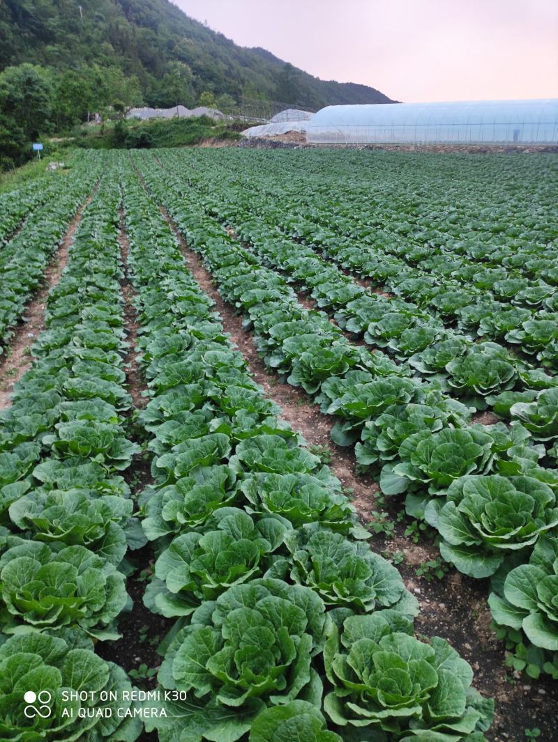 湖北长阳高山大白菜产地直供量大从优全国可发欢迎致电