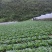 湖北长阳高山大白菜产地直供量大从优全国可发欢迎致电