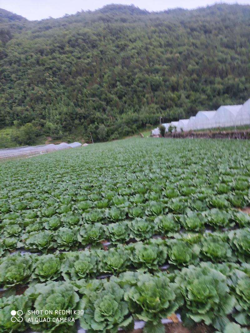 湖北长阳高山大白菜产地直供量大从优全国可发欢迎致电