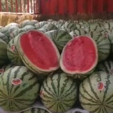 金城五，金花F6，金花F1.蒲城旱原货。