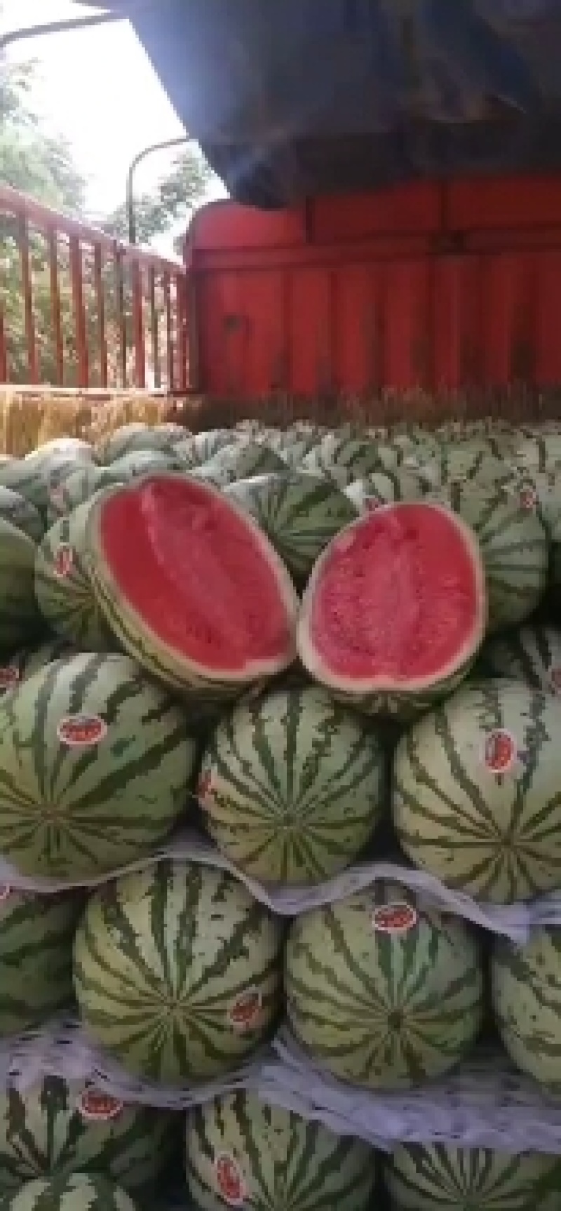 金城五，金花F6，金花F1.蒲城旱原货。
