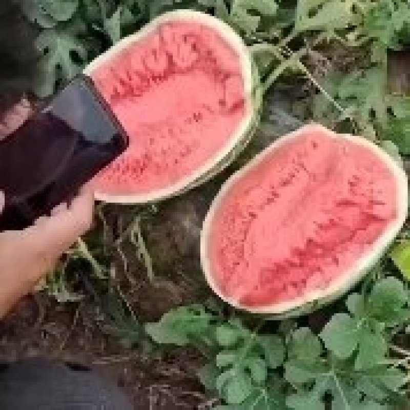金城五，金花F6，金花F1.蒲城旱原货。