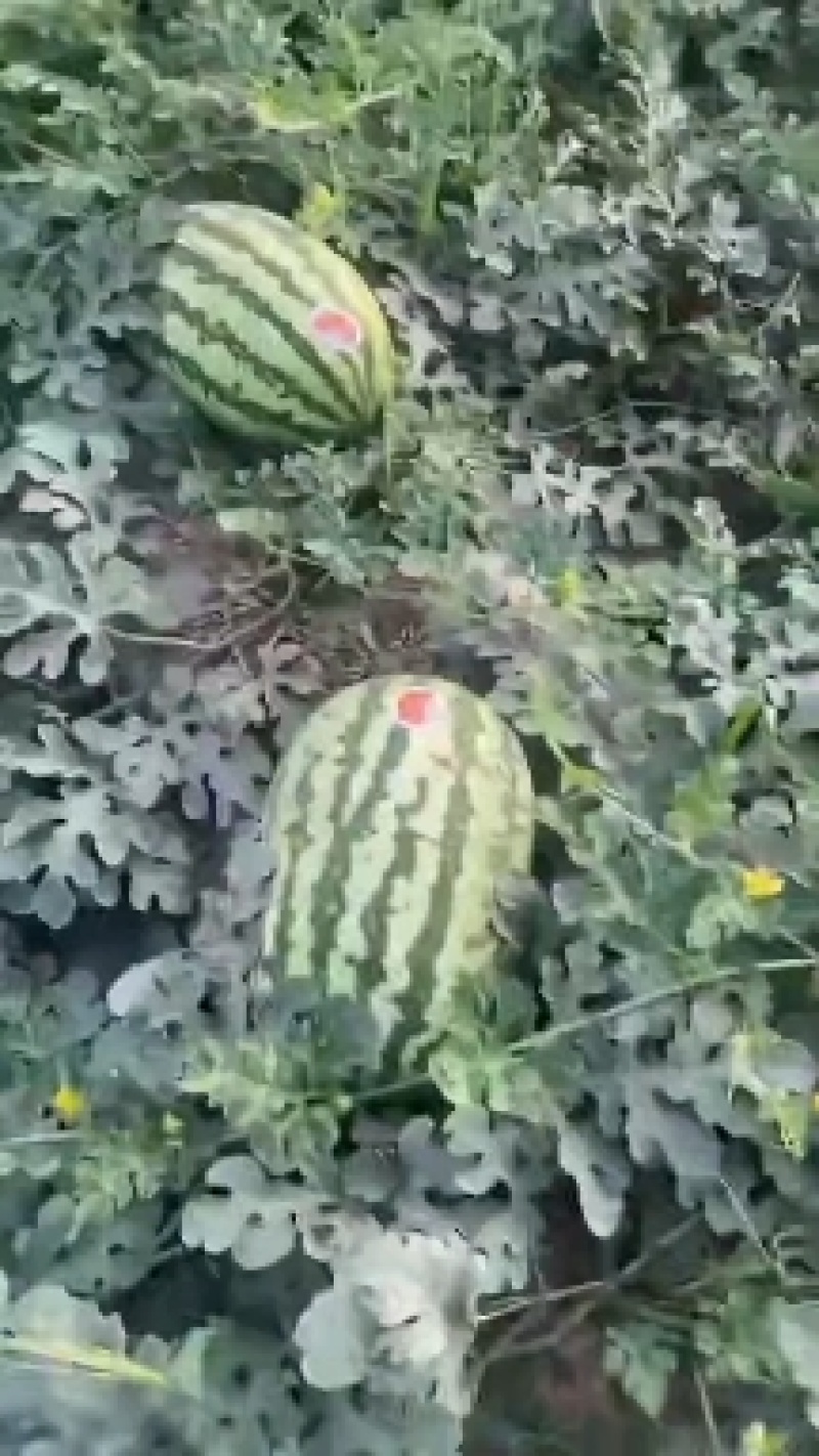 金城五，金花F6，金花F1.蒲城旱原货。
