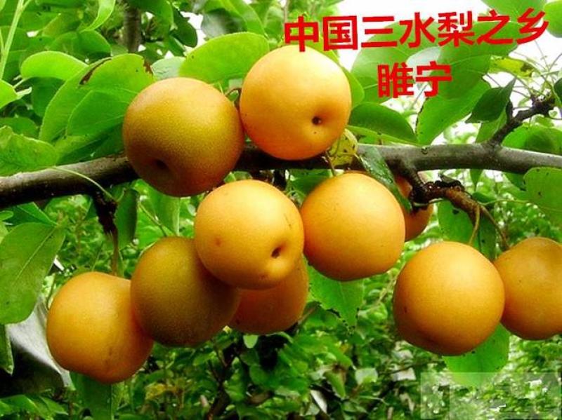 江苏精品秋月梨产地一手货源皮薄汁多欢迎采购