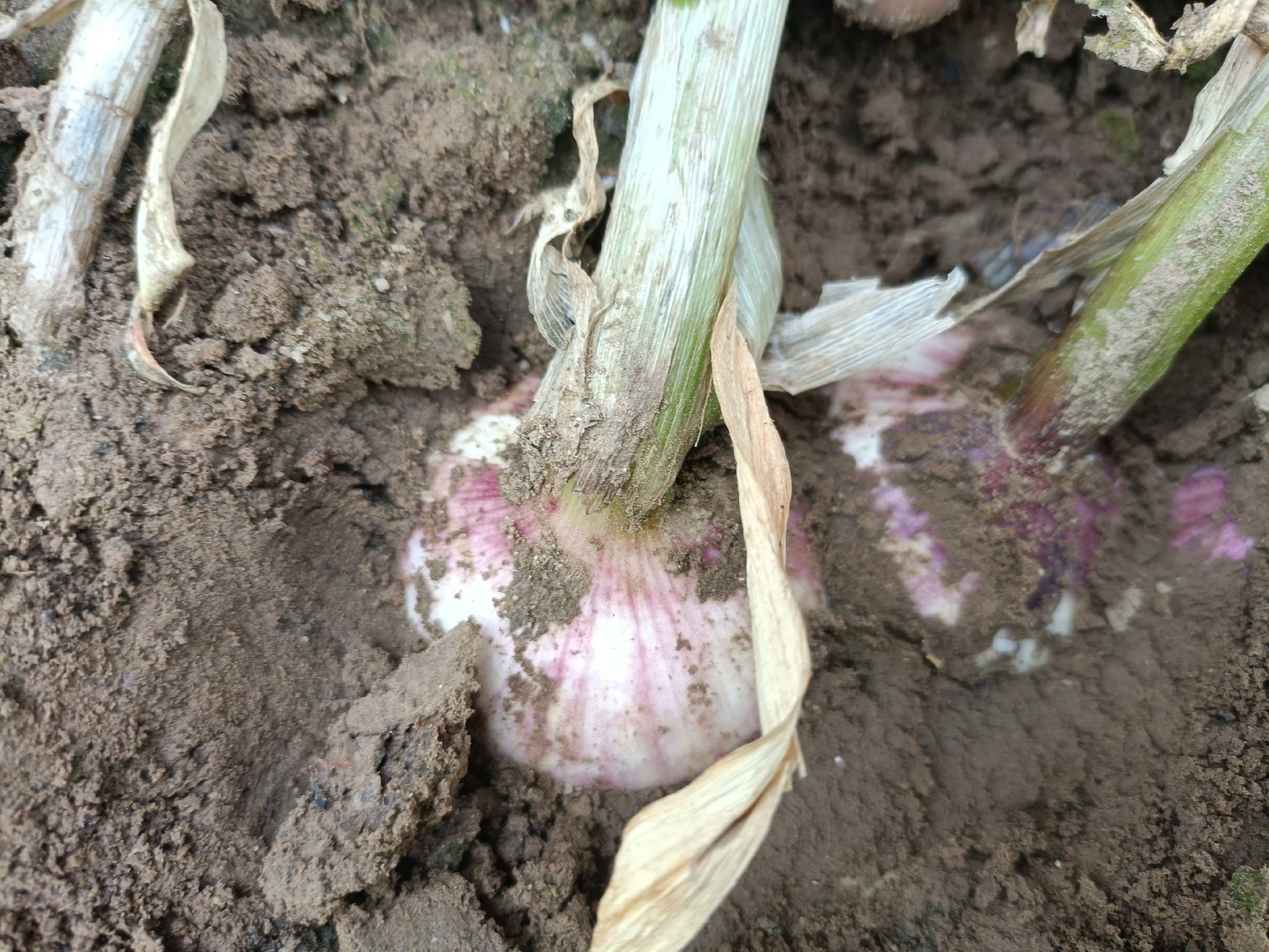 独头蒜成熟植株,叶片泛黄,蒜头饱满,适合采收 独头蒜成熟植株