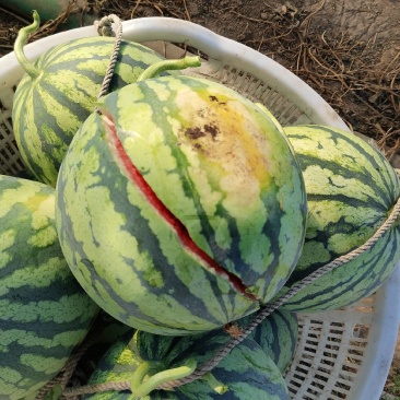 浙江无籽麒麟瓜