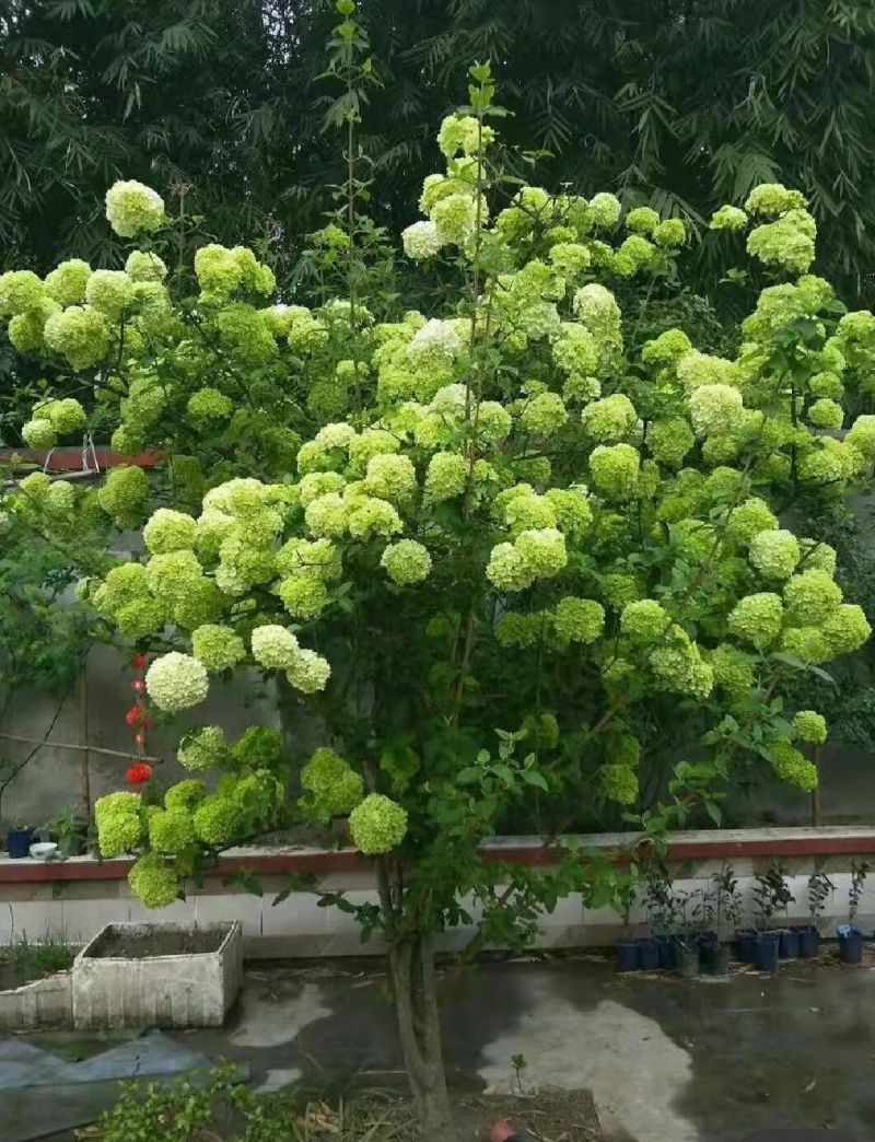 中华木绣球斗球，基地大量批发，量大从优。