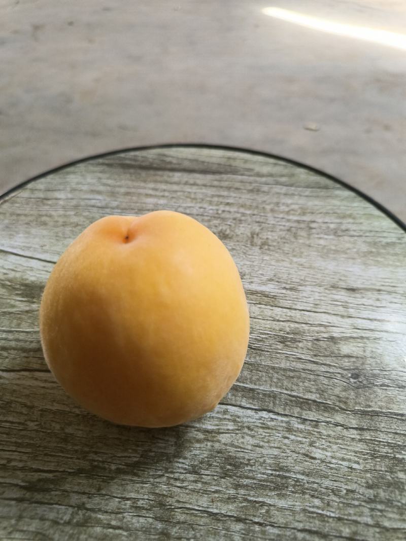 黄金密1号大量上市，欢迎广大客商前来采购!量大果优糖度高