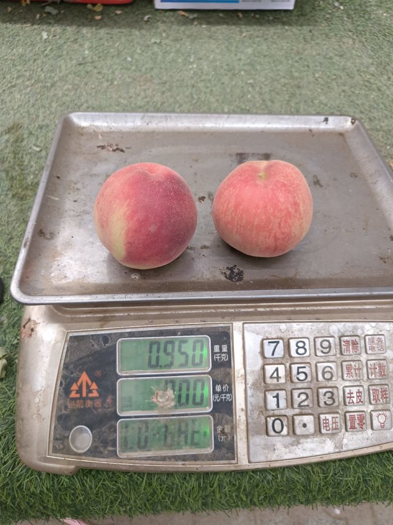 黄金密1号大量上市，欢迎广大客商前来采购!量大果优糖度高