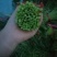 张北茼蒿