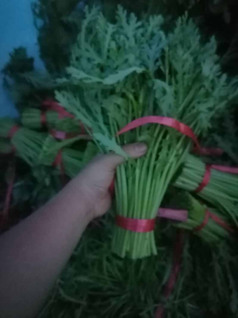 张北茼蒿