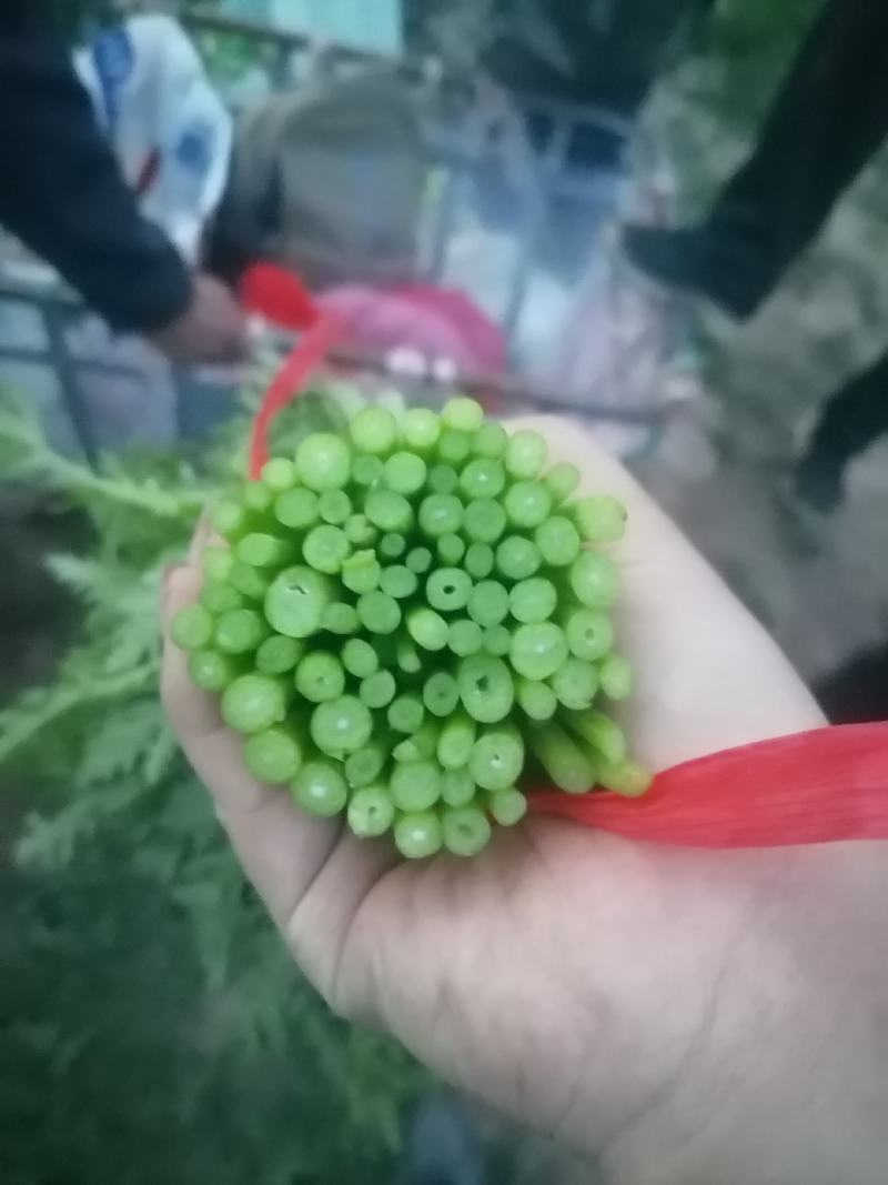 张北茼蒿