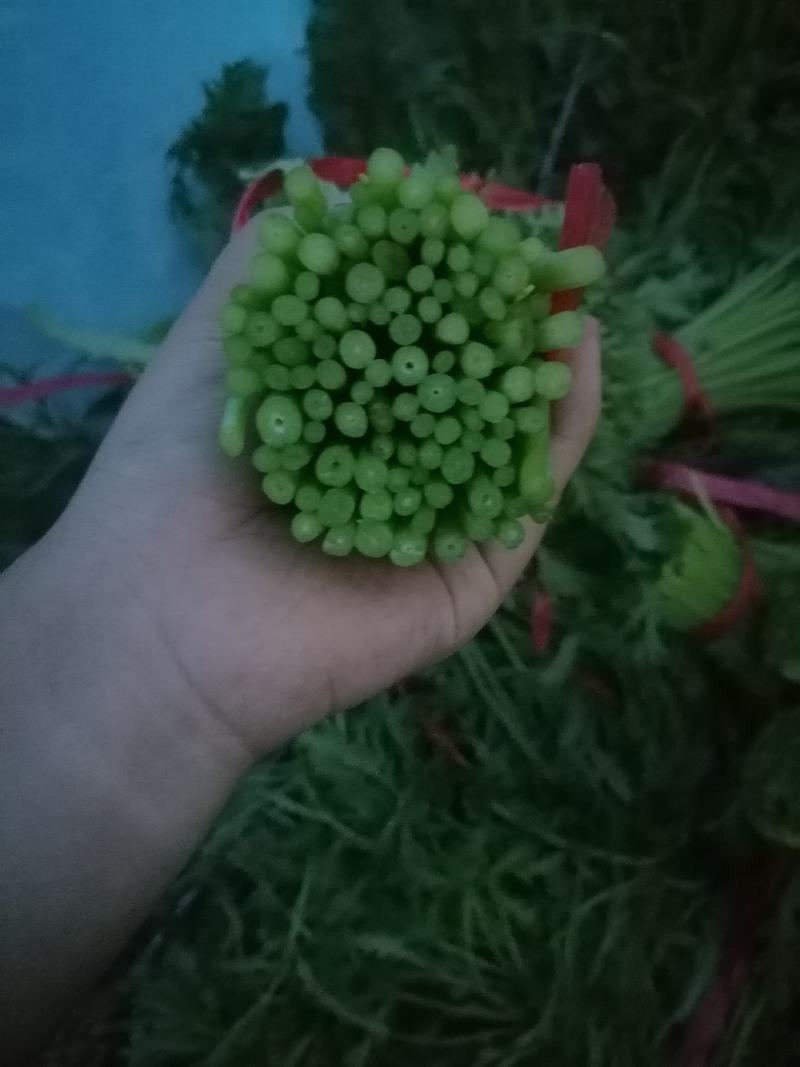 张北茼蒿
