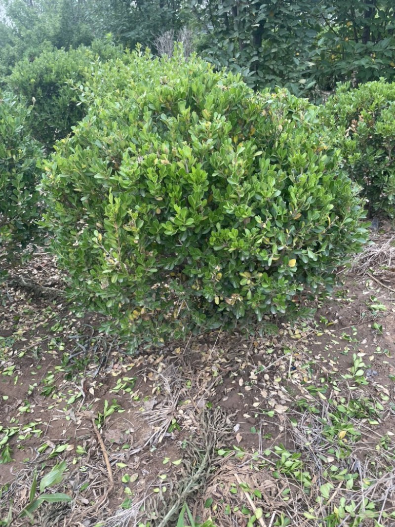 瓜子黄杨球