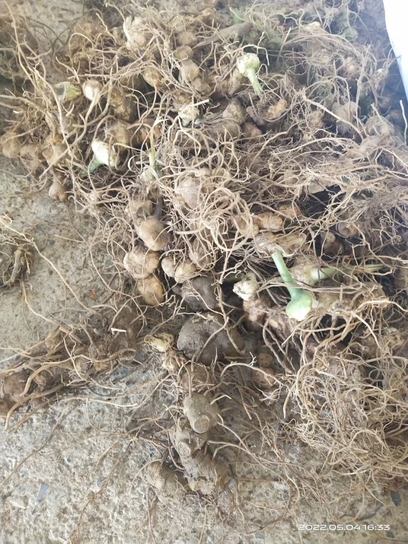 野生的多花倒苗黄精