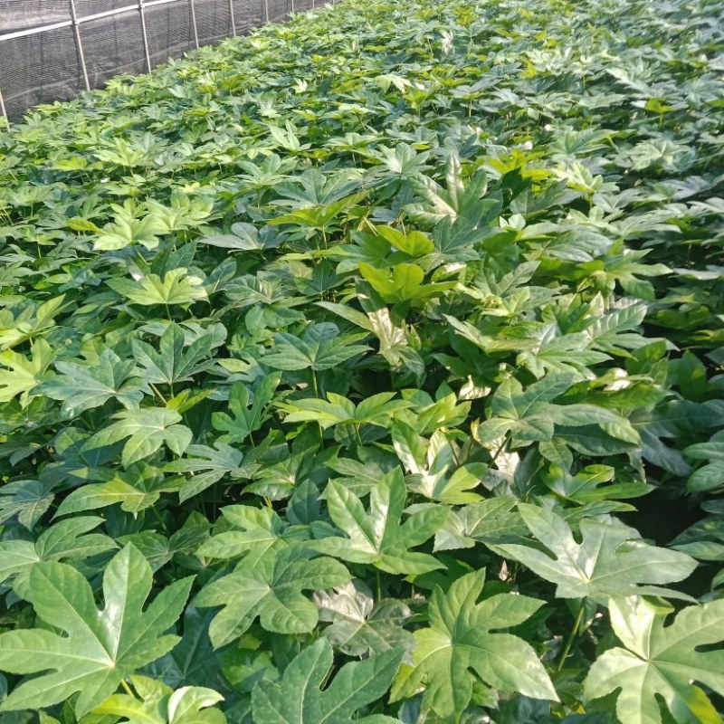 各种规格的八角金盘