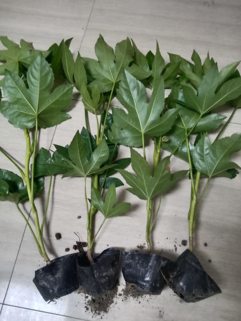 各种规格的八角金盘